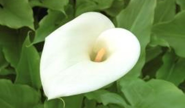 Arum Lily Flower