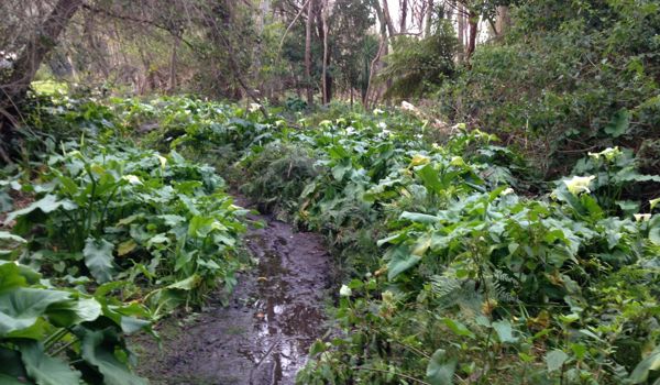 Arum Lily Clumps Resize