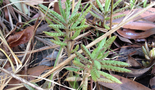 Mother Of Millions Small Plant