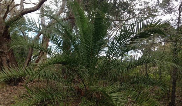 CID Palm Growing In Bushland