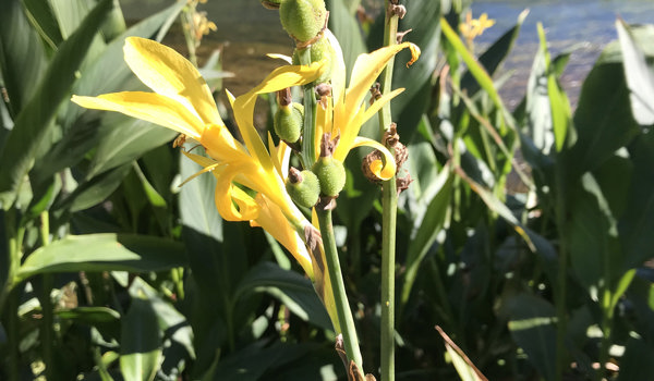 Canna Yellow With Fruit
