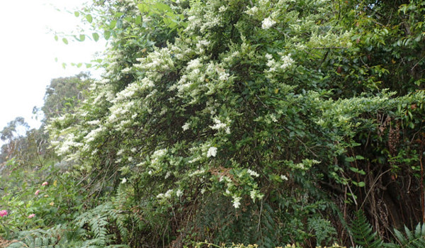 Privet Bush