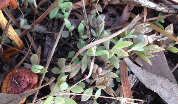 Mother Of Millions 3