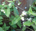 Moth Vine Flowers