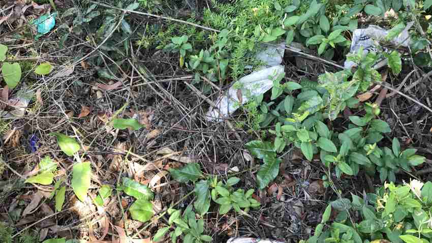 RISE & SHINE COMMUNITY CLEANUP