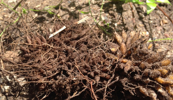 Bridal Creeper Rhizomes