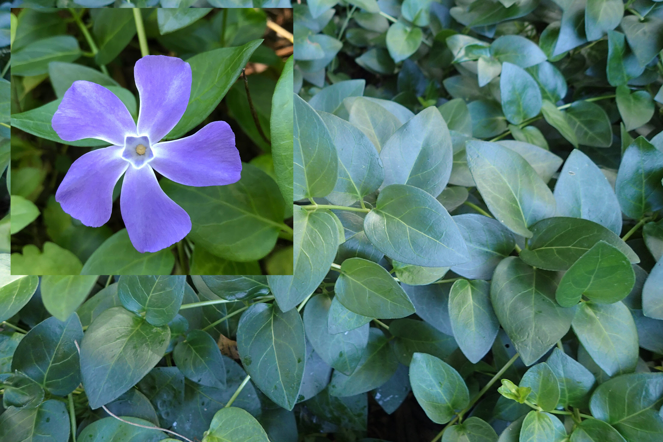 Blue Periwinkle