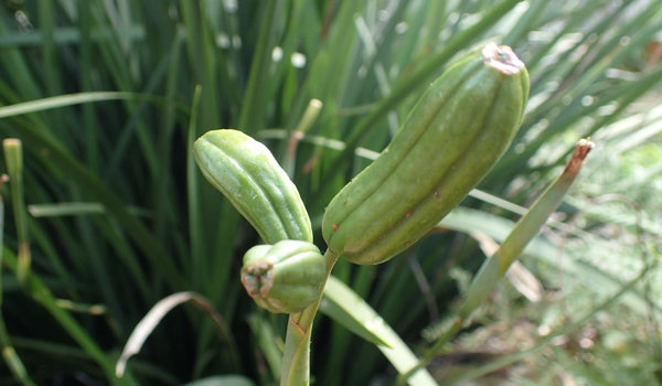 Dietes Seed Pods