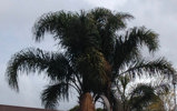 Cocos Palm
