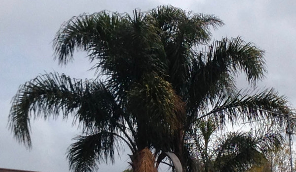 Cocos Palm