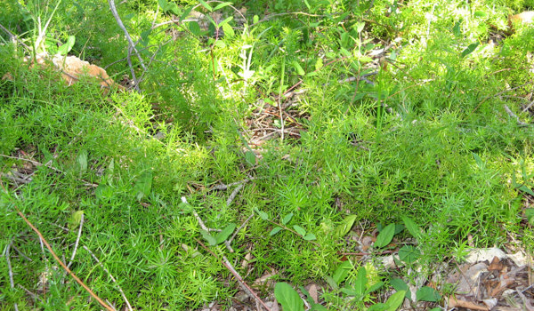 Asparagus Fern Plant
