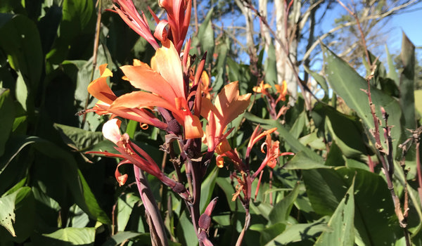 Canna Orange