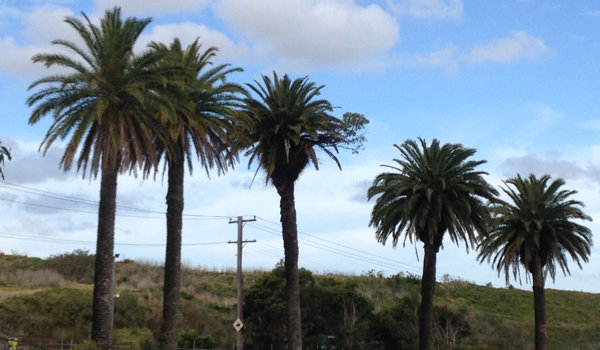 CID Palm At Proud Park
