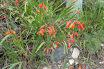 Montbretia 2