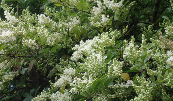 Privet Flowers