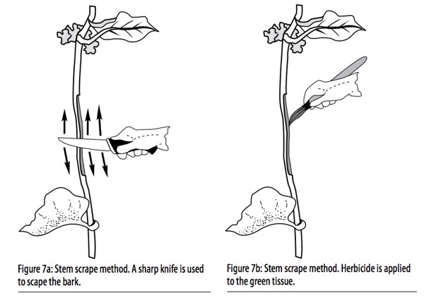 Madeira Vine Stem Scrape